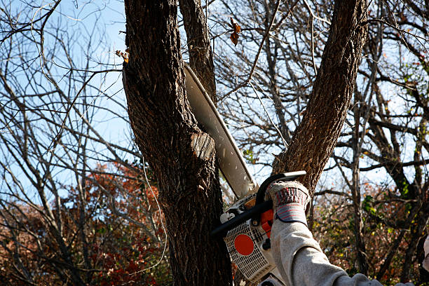 Reliable Orange Park, FL Tree Services Solutions