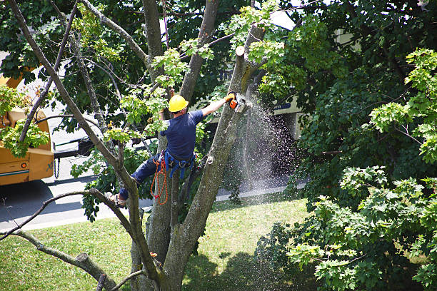 How Our Tree Care Process Works  in  Orange Park, FL